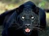 Blackpanther - ait Kullanc Resmi (Avatar)